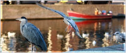 willi und zappa in amsterdam