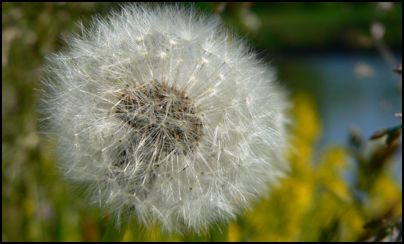 pusteblume