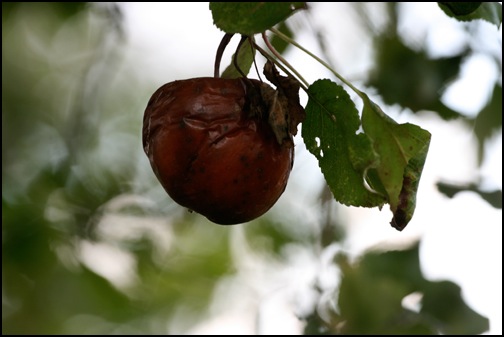 fauler apfel