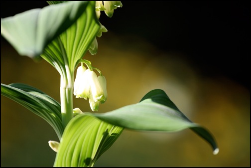 Impression aus dem garten im April 2009