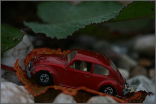 käfer auf dem blatt