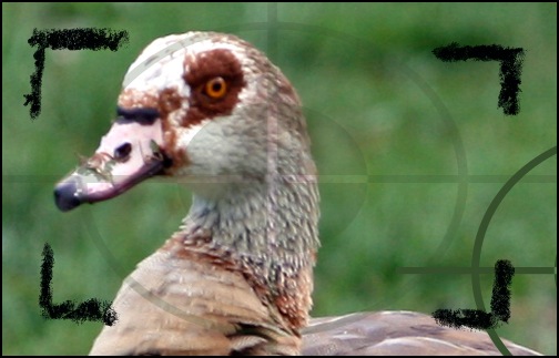 Ente Spezial aus Koblenz