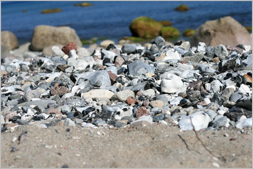 steine und ostsee