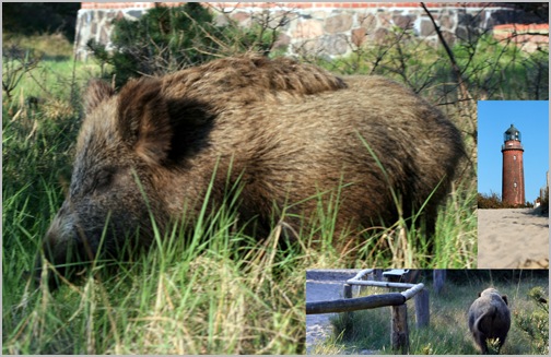 wildschwein, keine panik