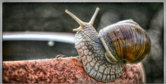 schnecke2013_1