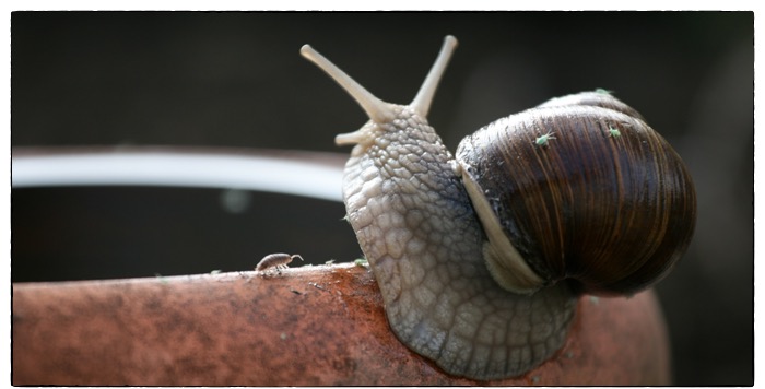 schnecke2013_2
