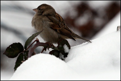 Spatz im Schnee